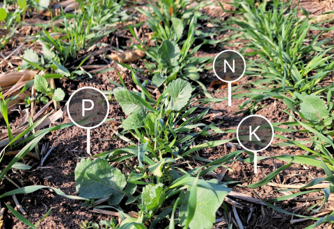 Example of Nutrient Management Planning