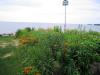 established shoreline habitat restoration