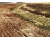 grassed waterway with mulch and netting