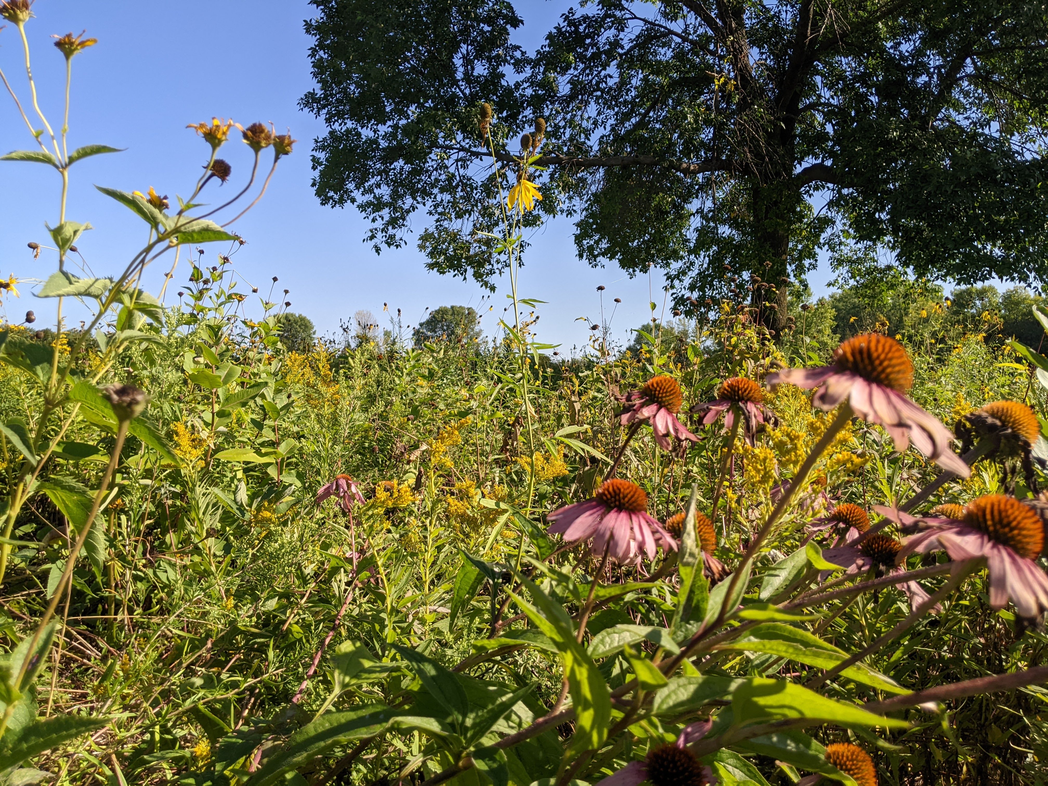 Community Park Flowers