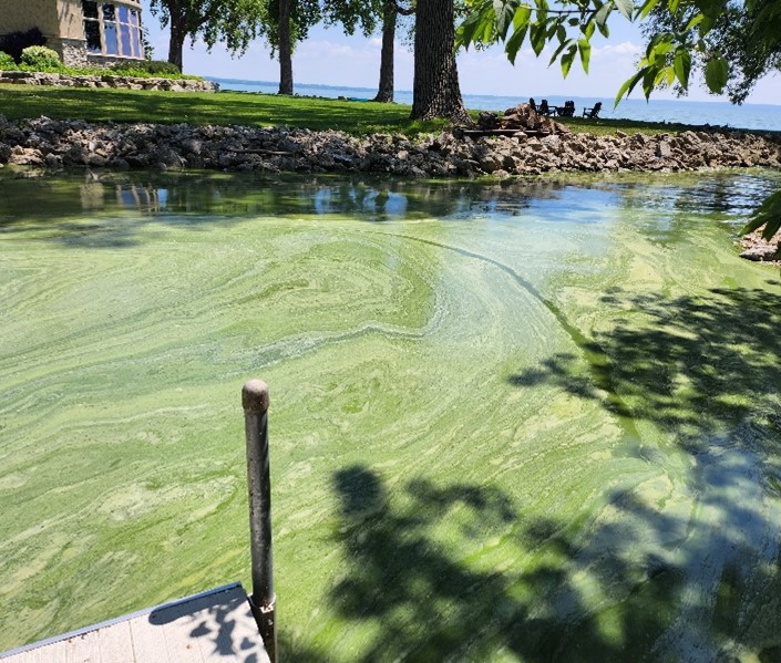 Photo of an algae bloom on the lake